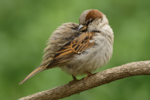 bird fluffed up from cold weather